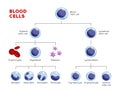 Vector types of blood cells